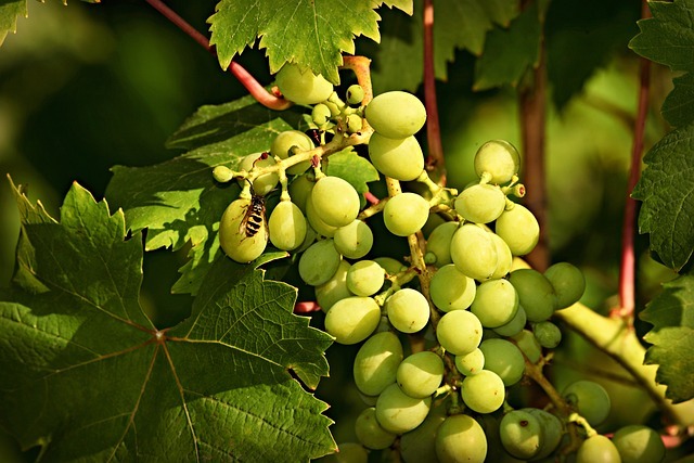 białe winogrono
