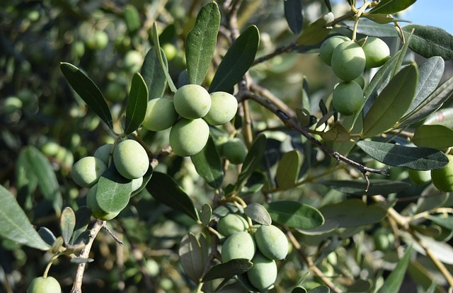 oliwki
